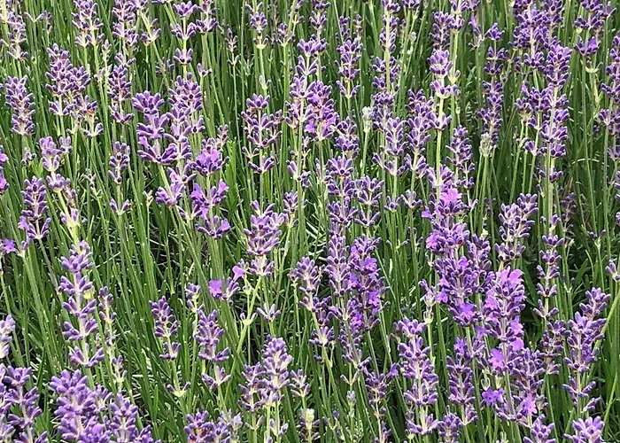 Marcincak*** Hotell Mikulov